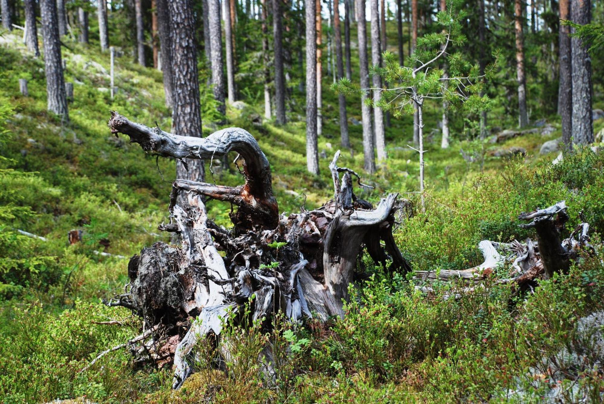 Hytte Anno 1721 Uten Internett, Strom, Vann - Men Med Rodmalt Utedo Ljørdal Екстериор снимка